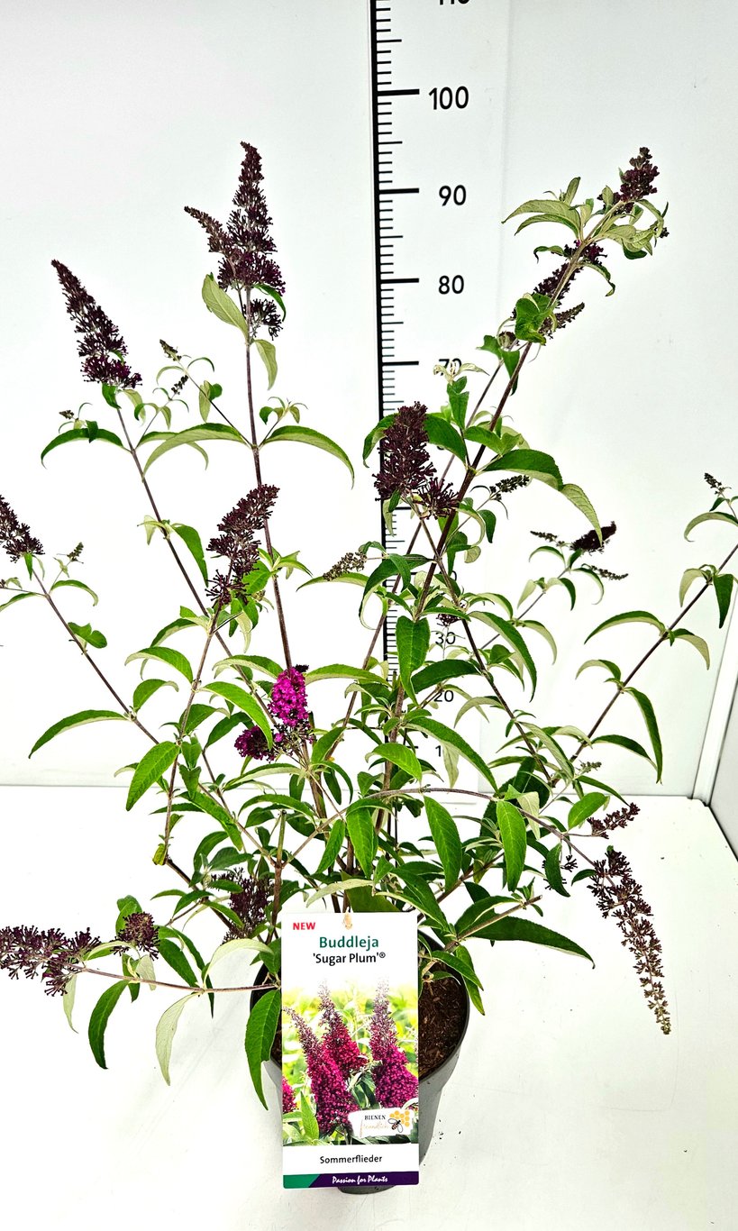 Buddleja d. 'Sugar Plum' - C5